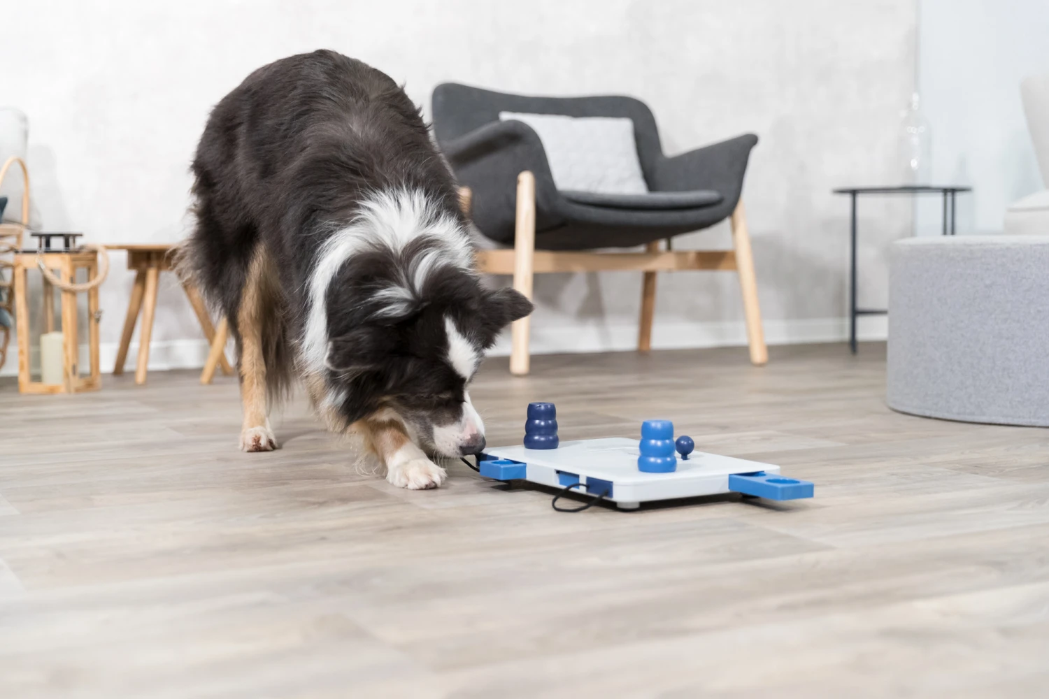 Trixie Jeu De Stratégie Pour Chien Move2win 34 X 23 Cm – Image 7