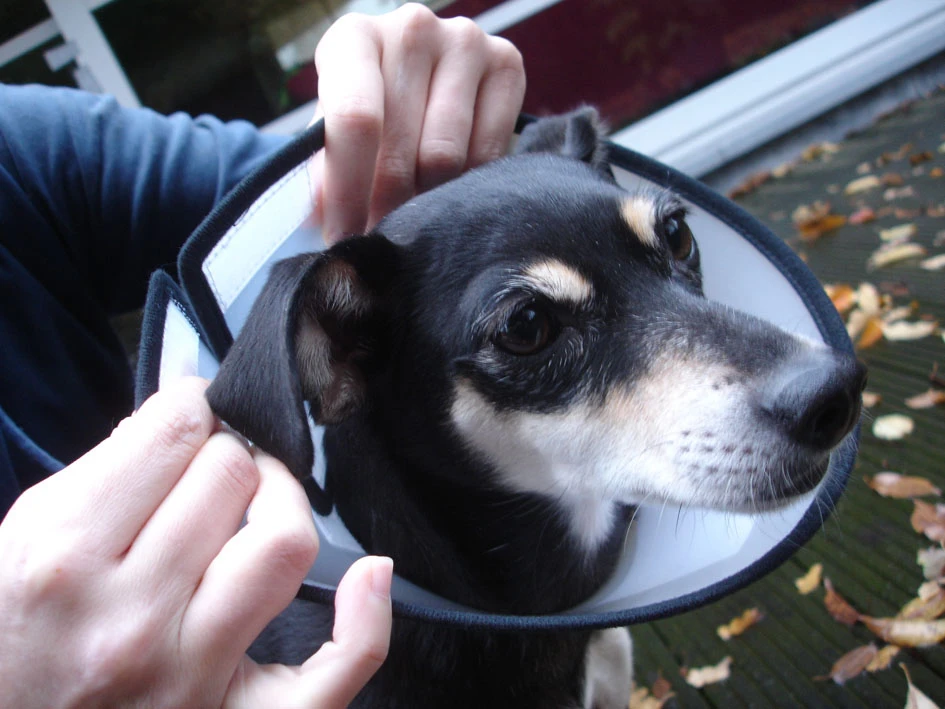 Flamingo Carcan Capo 38,5cm – Image 5