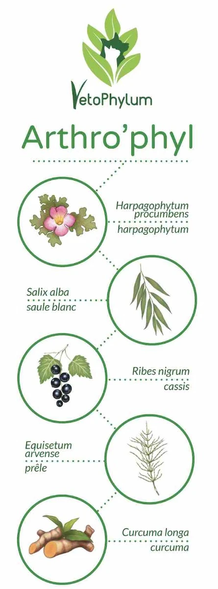 Arthro'Phyl – Image 3