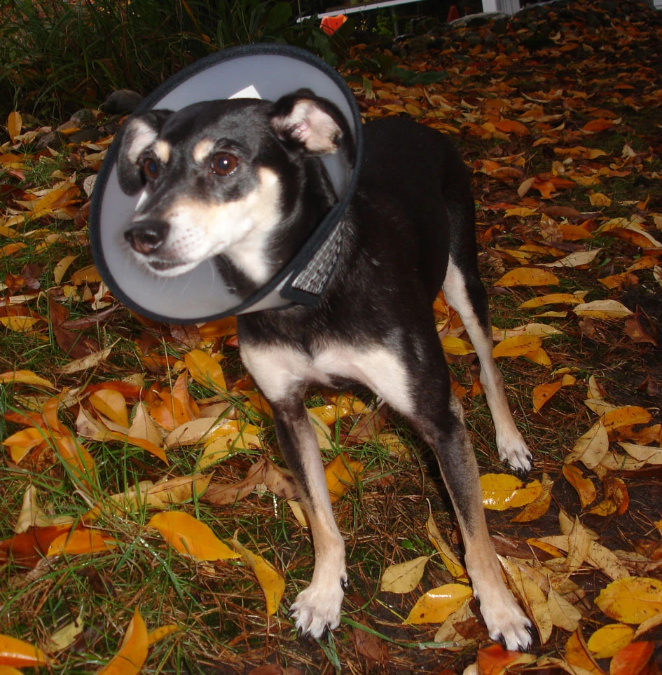 Flamingo Carcan Capo 38,5cm – Image 7