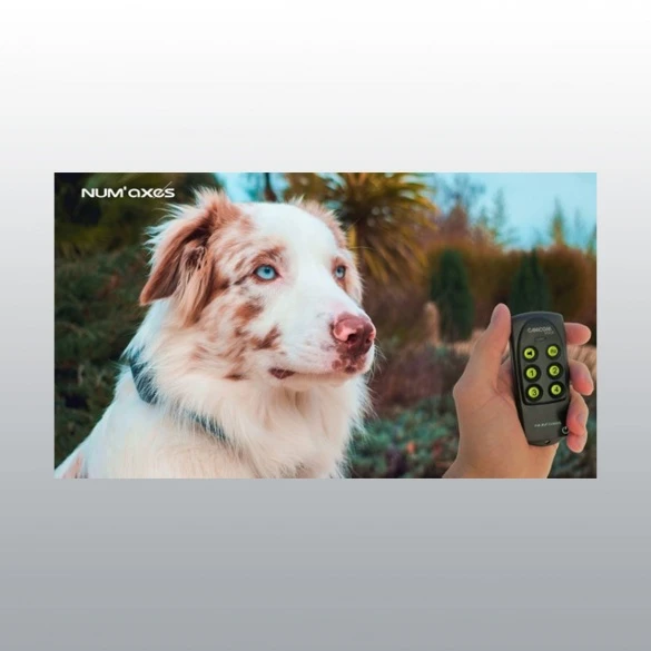 Collier De Dressage Canicom Voice NUM'AXES – Image 4