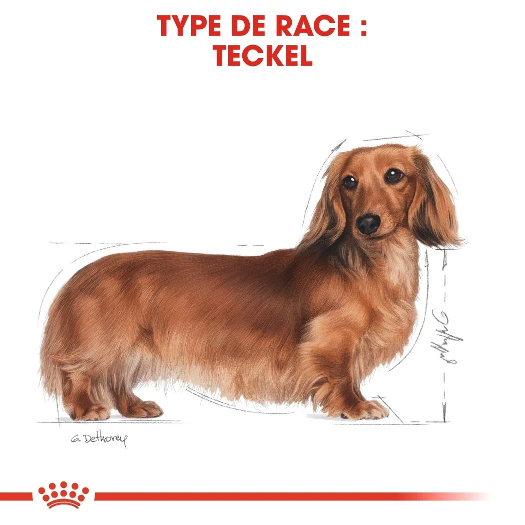 Royal Canin Teckel Adult Pour Chien 7,5kg – Image 5